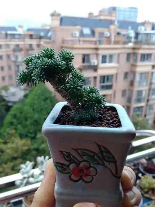 球松怎么萎缩了