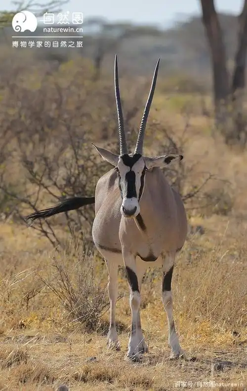 多图预警|非洲羚羊大选美——力量,犄角与速度