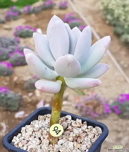 稻田姬 多肉植物