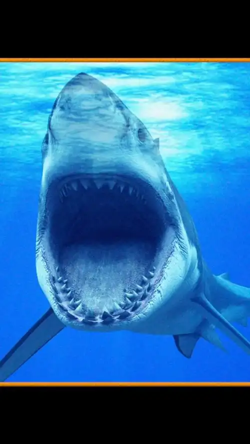 史前顶级捕食者,地球上最大的鲨鱼!#巨齿鲨