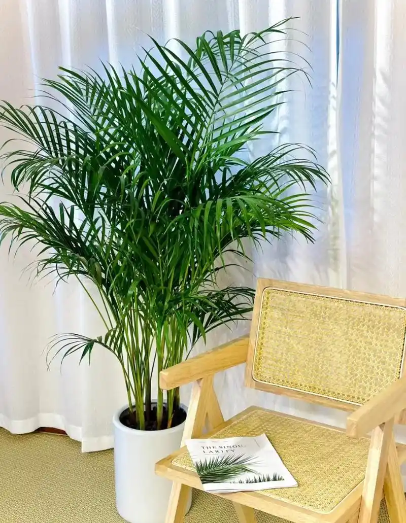 亏大了 真的亏大了.富贵椰子安全过冬不掉叶不落叶一年四季 - 抖音