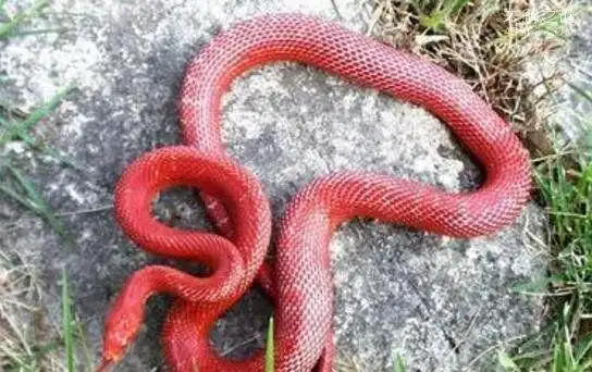 戴红冠子的蛇,带冠子的蛇_大山谷图库