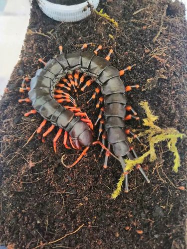 海南间脚活体蜈蚣大型新潮宠物新手入门皮实养活其它宠物