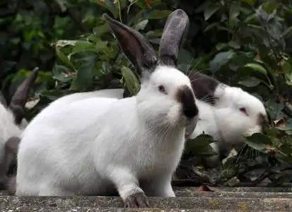 加州品种的兔子照片