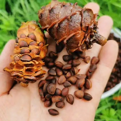 大兴安岭野生整马尾松籽盐水煮小松树子坚果真空装500克新货食用