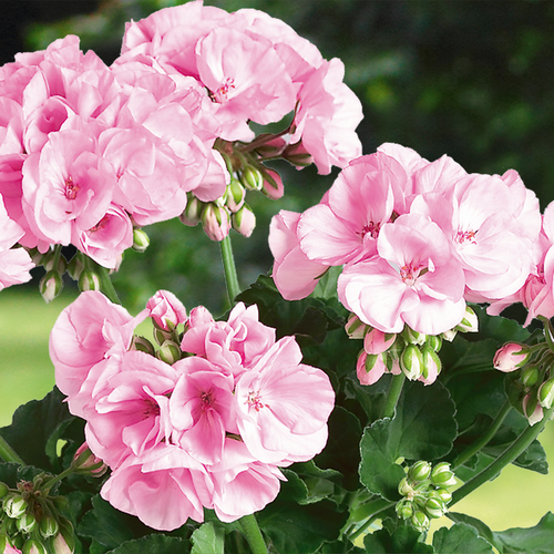直立天竺葵花花苗艾米莉亚大花球丰花经典盆栽时令草本花卉