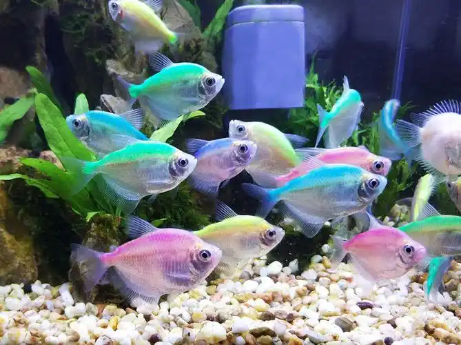 彩裙鱼草缸鱼活体群游鱼观赏鱼淡水鱼小型鱼练手五彩热带鱼苗好养3