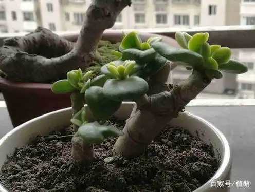 给玉树修剪,不同季节不同修剪,剪出造型飘逸的玉树