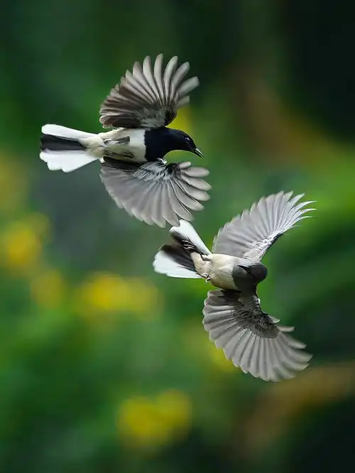 四喜鸟鹊鸲俗称四喜鸟样子与喜鹊差不多但是个头小一号我每天喂食他们