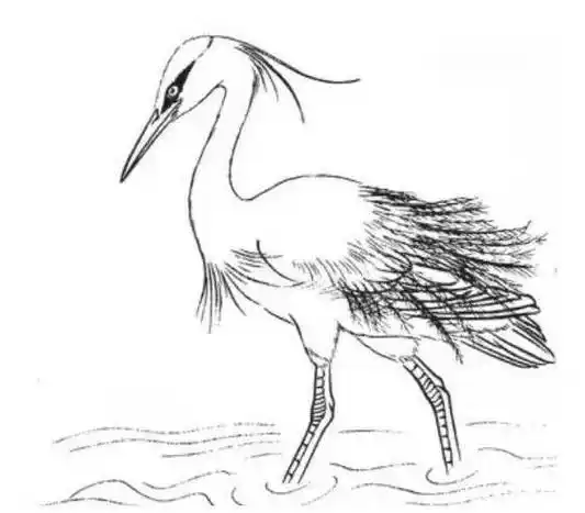 白鹭怎么画白鹭怎么画简单又好看