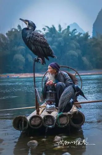 鱼鹰(鸬鹚)捕鱼