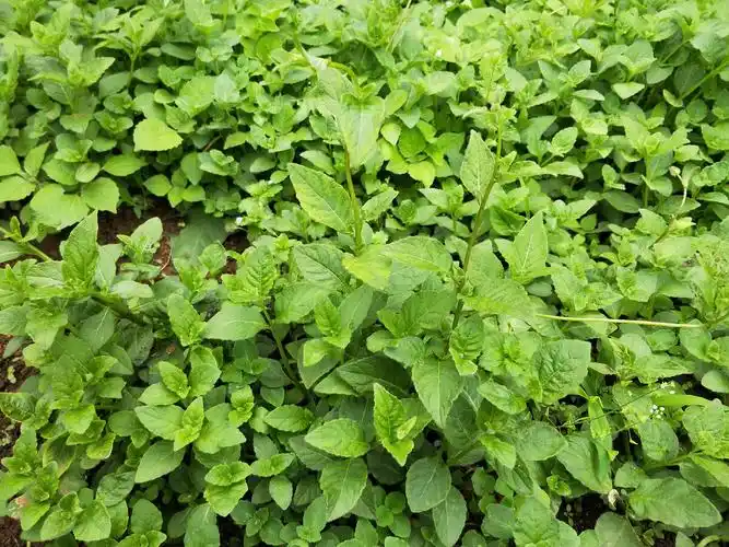 野党参,又称土党参,是一种常见的中药材.野党参具