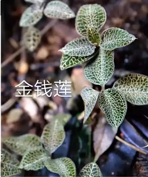 卓尚基原创客家山歌野生草药多功能