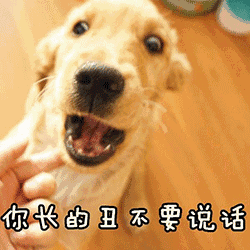 狗狗手指尖牙你长的丑不要说话gif动图_动态图_表情包下载_soogif