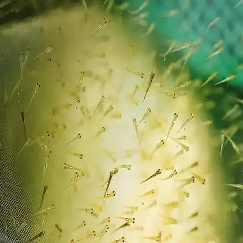 锦鲤,从孵化到成长全过程