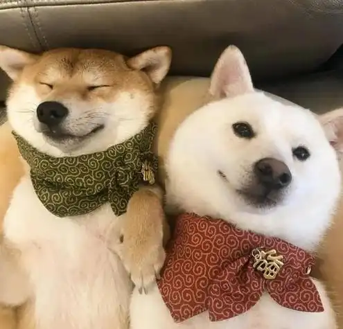 情侣头像高清可爱柴犬情头