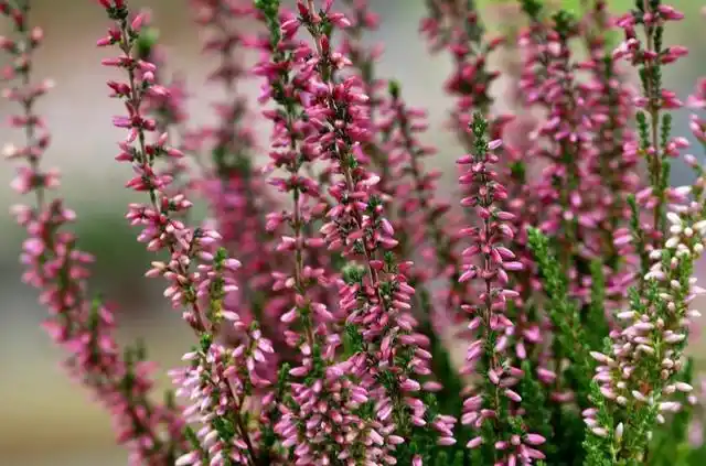 英语对石楠花有"heath"及"heather"两种称谓,当中的"heather"实际所指