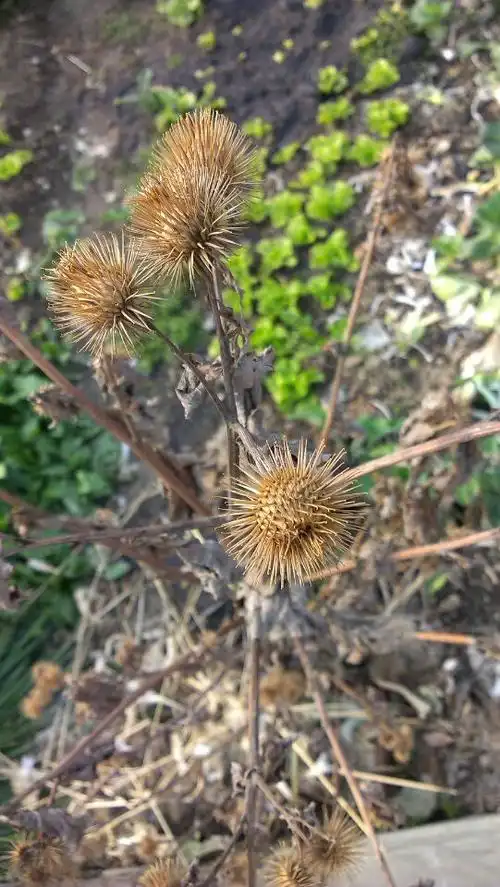 想问一下专家,今天看到一种带刺的植物,不知道是什么?