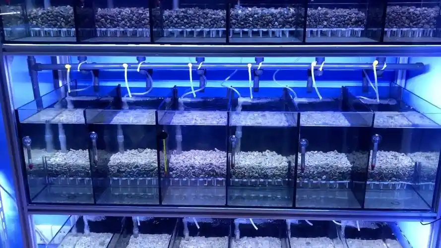 孔雀鱼系统缸终于搞好了,养水中,有不懂系统缸的朋友欢迎咨询