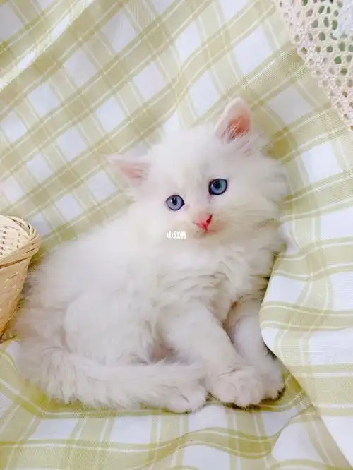 双蓝眼狮子猫两个月