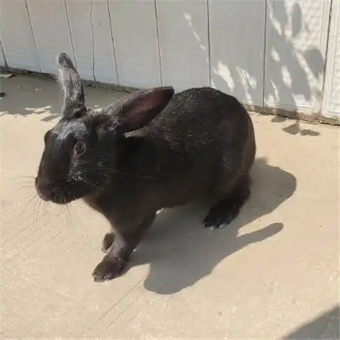 自家养殖中华莲山黑兔种兔肉兔活体大型纯黑兔成年种兔可繁殖中华黑兔