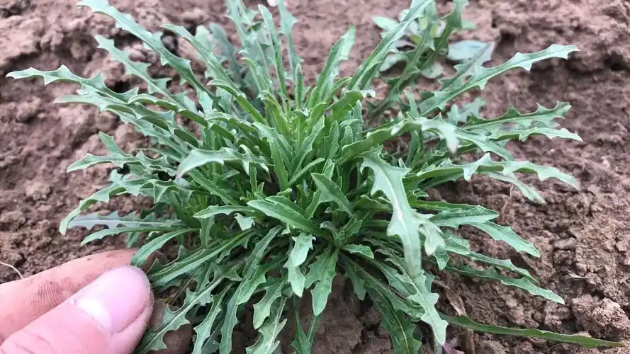 农村的苦菜别名"败酱草"价值高,好多人没见过,挖点回家吧