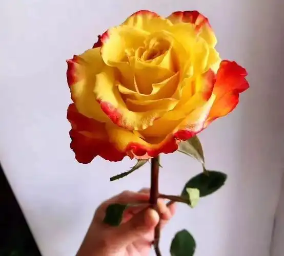 10款双色玫瑰品种介绍,每一款都美到窒息!_花瓣