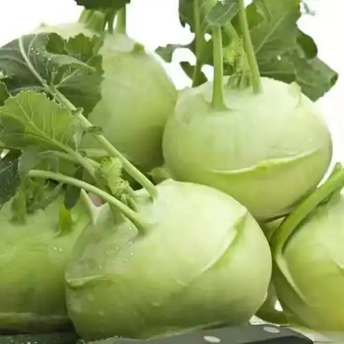 苤蓝疙瘩山东新鲜农家自种大头菜芥菜茄莲球甘蓝下饭菜现挖现挖