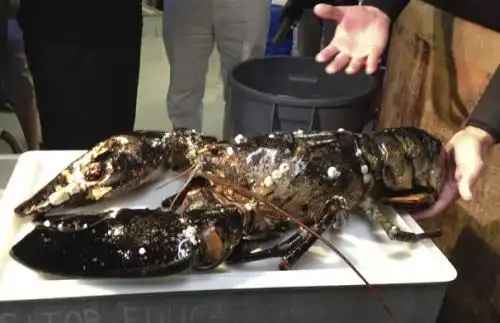 美国波士顿水族馆收养一只巨型龙虾 重21磅(图)