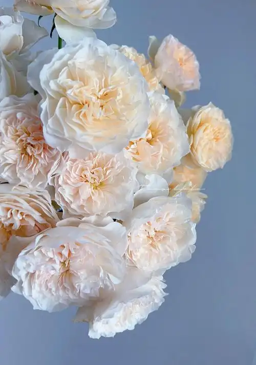 香海云锦多头尤金妮