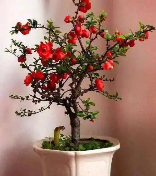 盆栽贴梗海棠养护方法海棠花老桩盆景怎样制作的方法【精选】海棠花