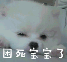 困死宝宝了狗gif动图_动态图_表情包下载_soogif
