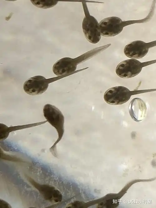 记录青蛙卵孵化和小蝌蚪生长过程