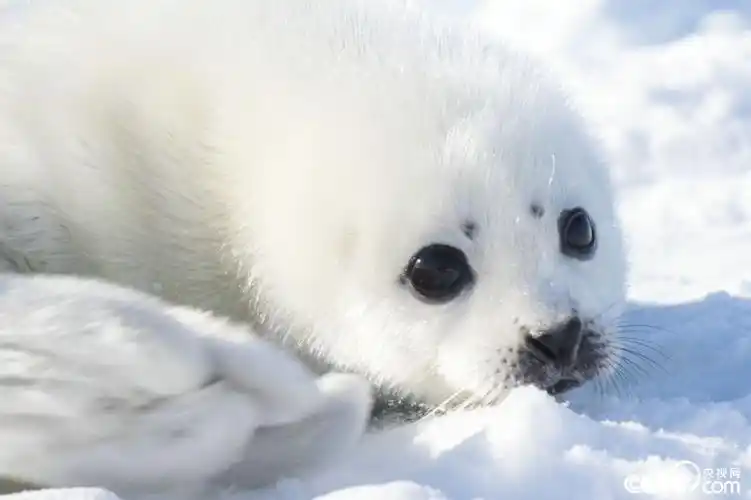 格陵兰海豹宝宝"肤白貌美" 大眼传神超可爱