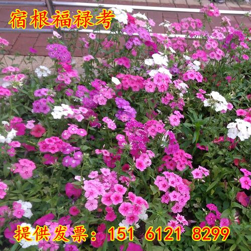 宿根福禄考花种子天蓝绣球花种籽子多年生开花混色四季种绚丽多彩