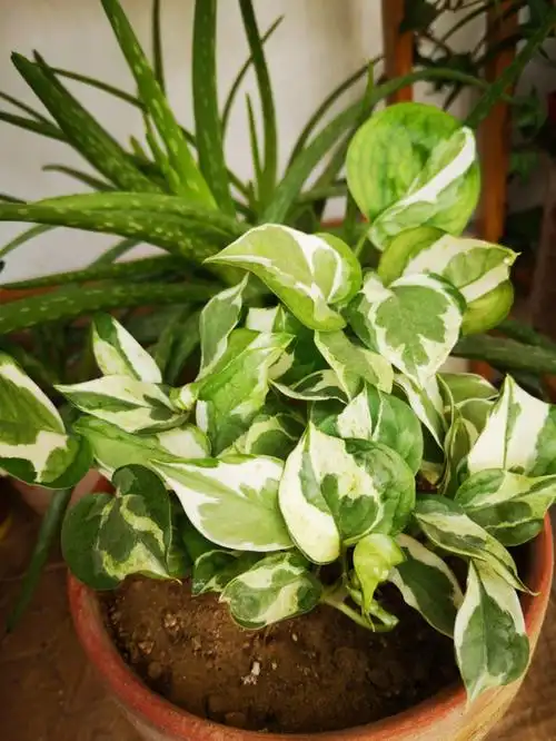 白金葛花叶绿萝常春藤