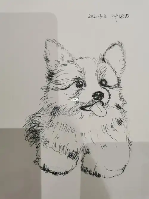 钢笔速写小柯基