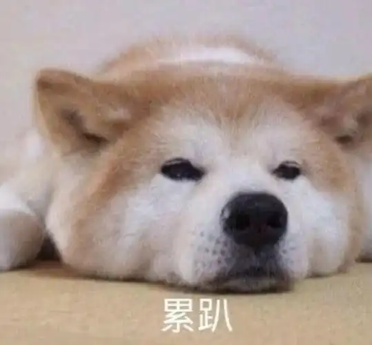 萌宠 汪星人 累趴 累了 呆萌 可爱