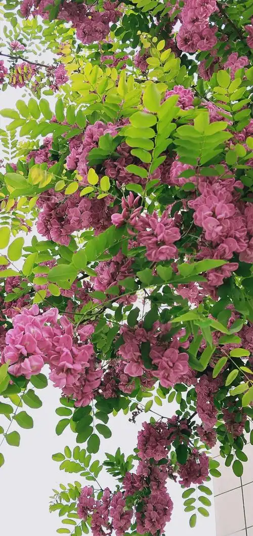 又到紫槐花开时