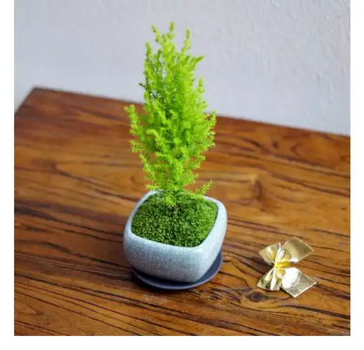 c款紫砂盆香松(配灯串) 配托盘 带盆栽好【图片 价格 品牌 报价】