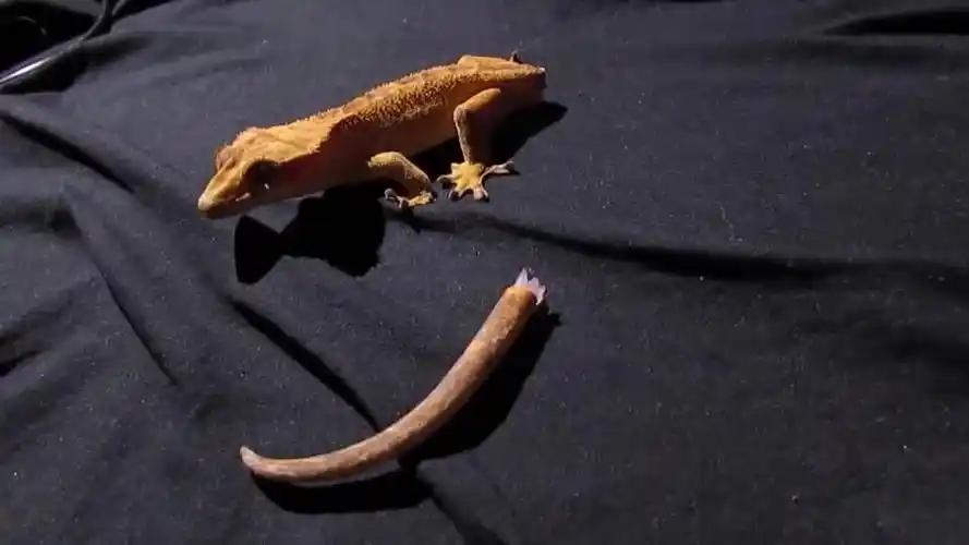 蜥蜴的尾巴断了,小伙将断尾放在蜥蜴面前,镜头拍下全过程