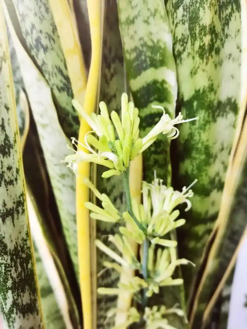 虎皮兰开花满屋飘香