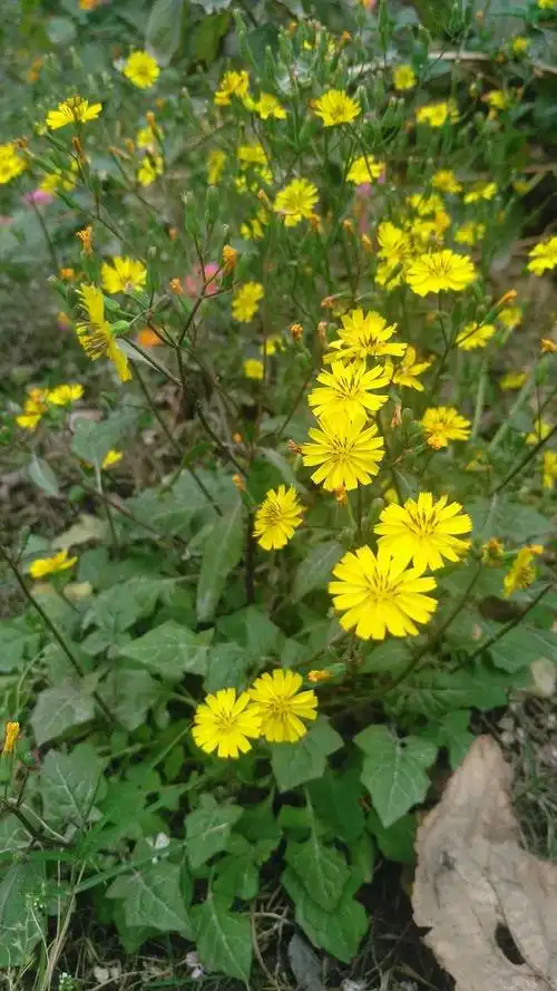 野外常见的黄鹌菜,不仅花美有观赏价值,还算一种无公害蔬菜