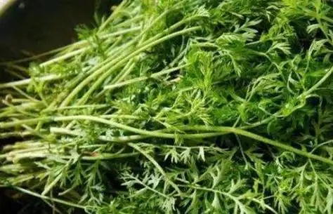 胡萝卜缨子的功效和作用