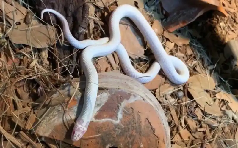 【小白蛇】真乃青城山下白素贞