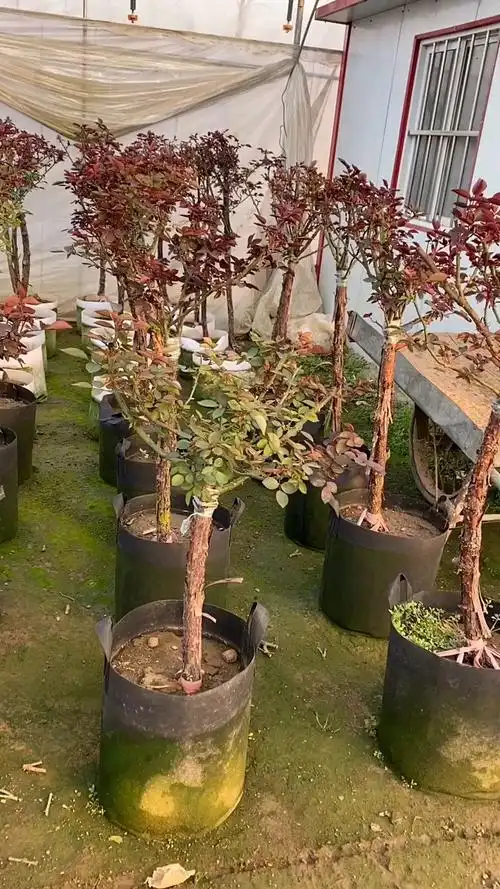 山木香嫁接的月季方法很简单一看就会一学就懂