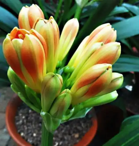 苏州花卉租赁这样赏君子兰