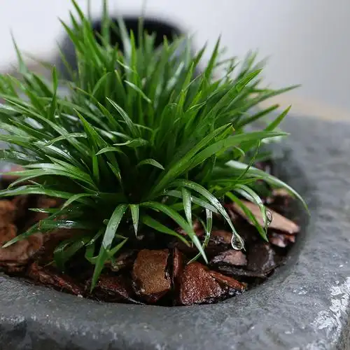 芳心室内桌面植物金钱菖蒲盆栽茶几绿植