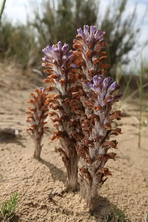 沙漠肉苁蓉图片_沙漠肉苁蓉高清图片_全景视觉