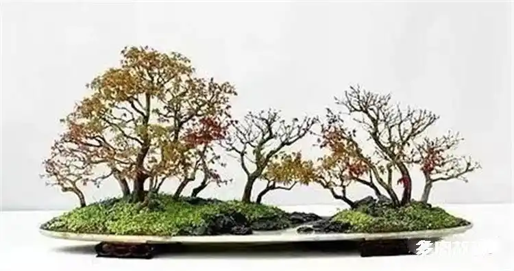 丛林式盆景很好看9步教你制作成盆景